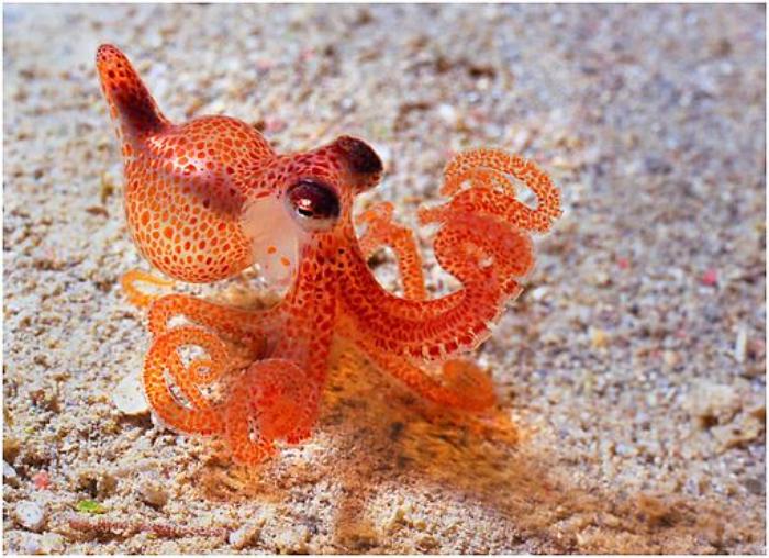 Typical of squid like this young octopus