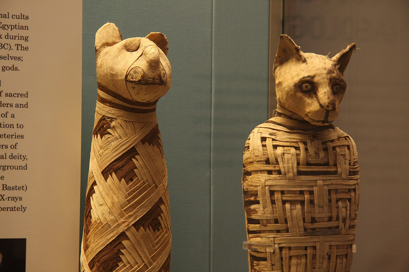 Egyptian mummies of animals in the British Museum.