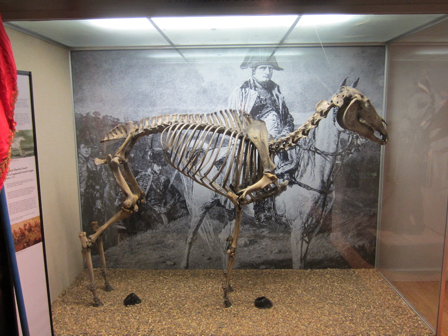 Skeleton of Marengo as seen in London, 2011.