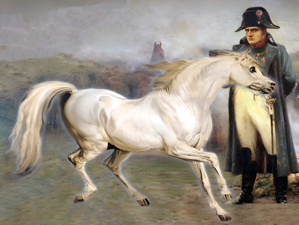 Napoleon S Horse The Legendary Marengo Malevus   Napoleons Horse Marengo Horse 1024x769 