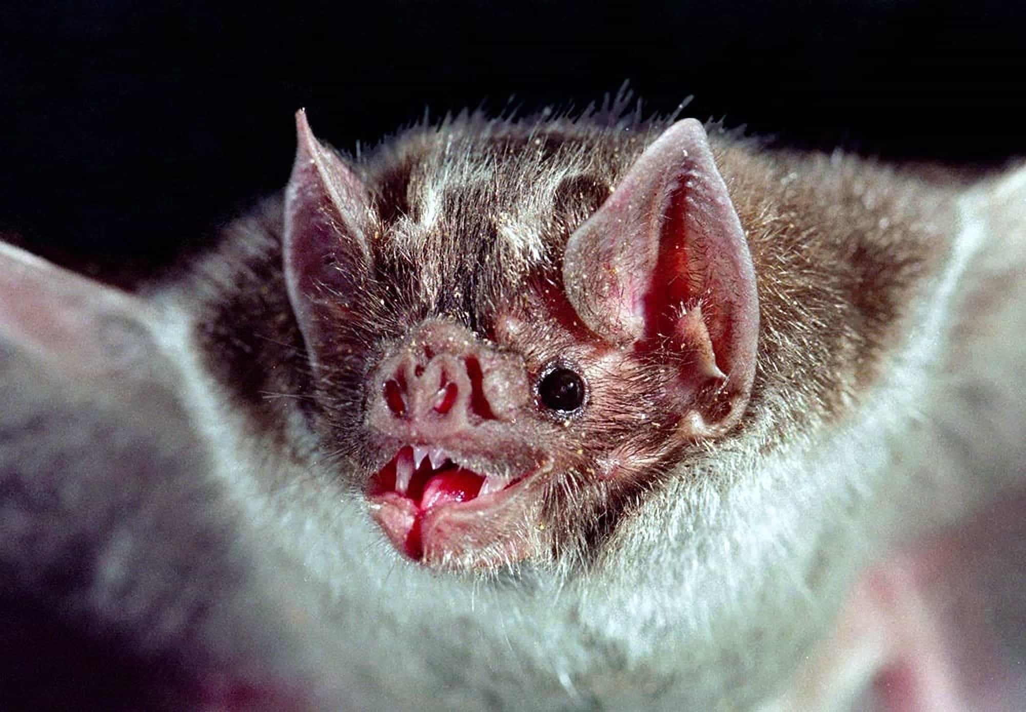 The vampire bats do exist. 