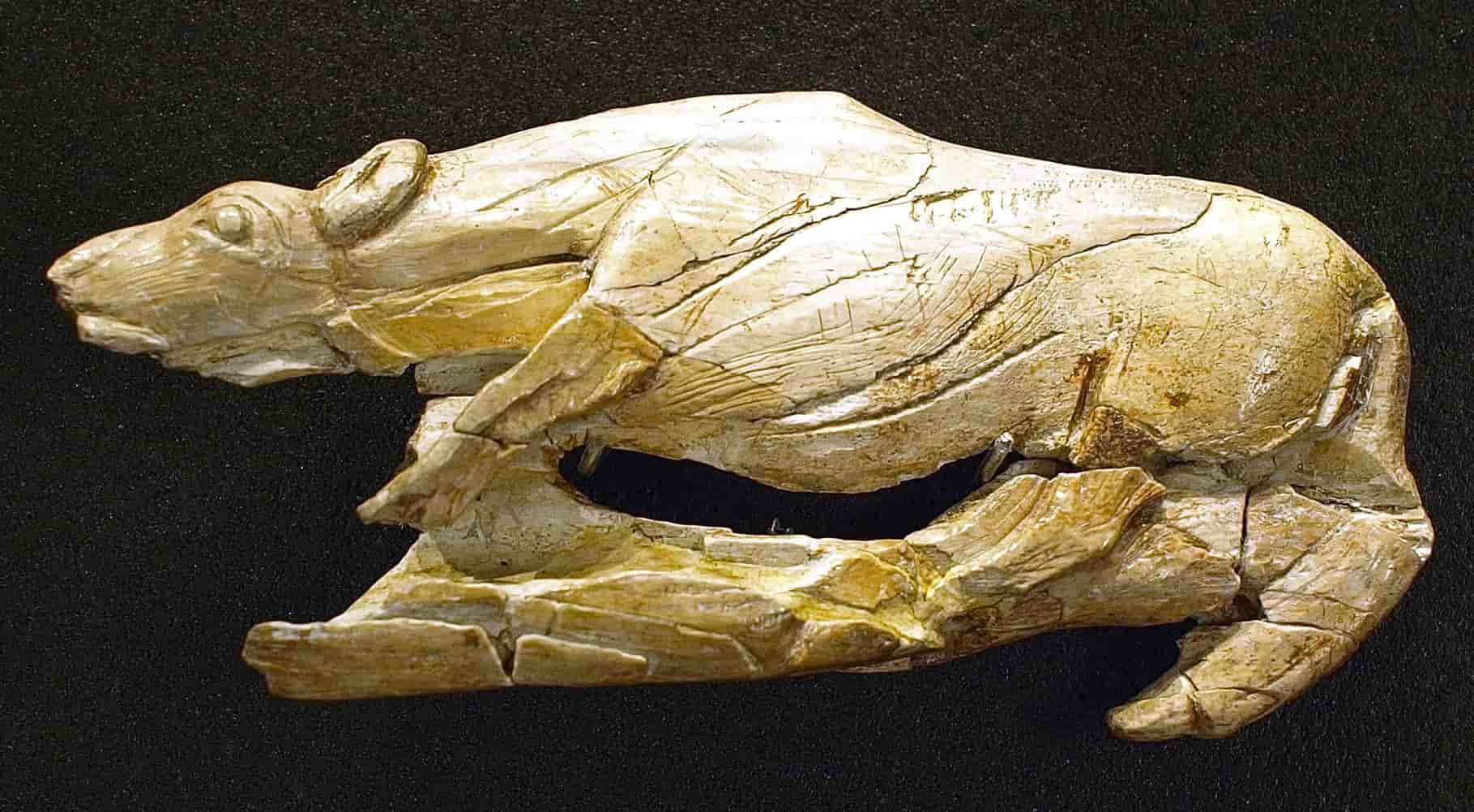 An atlatl's butt-end decoration called "creeping hyena", made of reindeer antlers, from the Madeleine rock shelter in Tursac, France. It is 4.2 inches or 10.7 cm tall. 