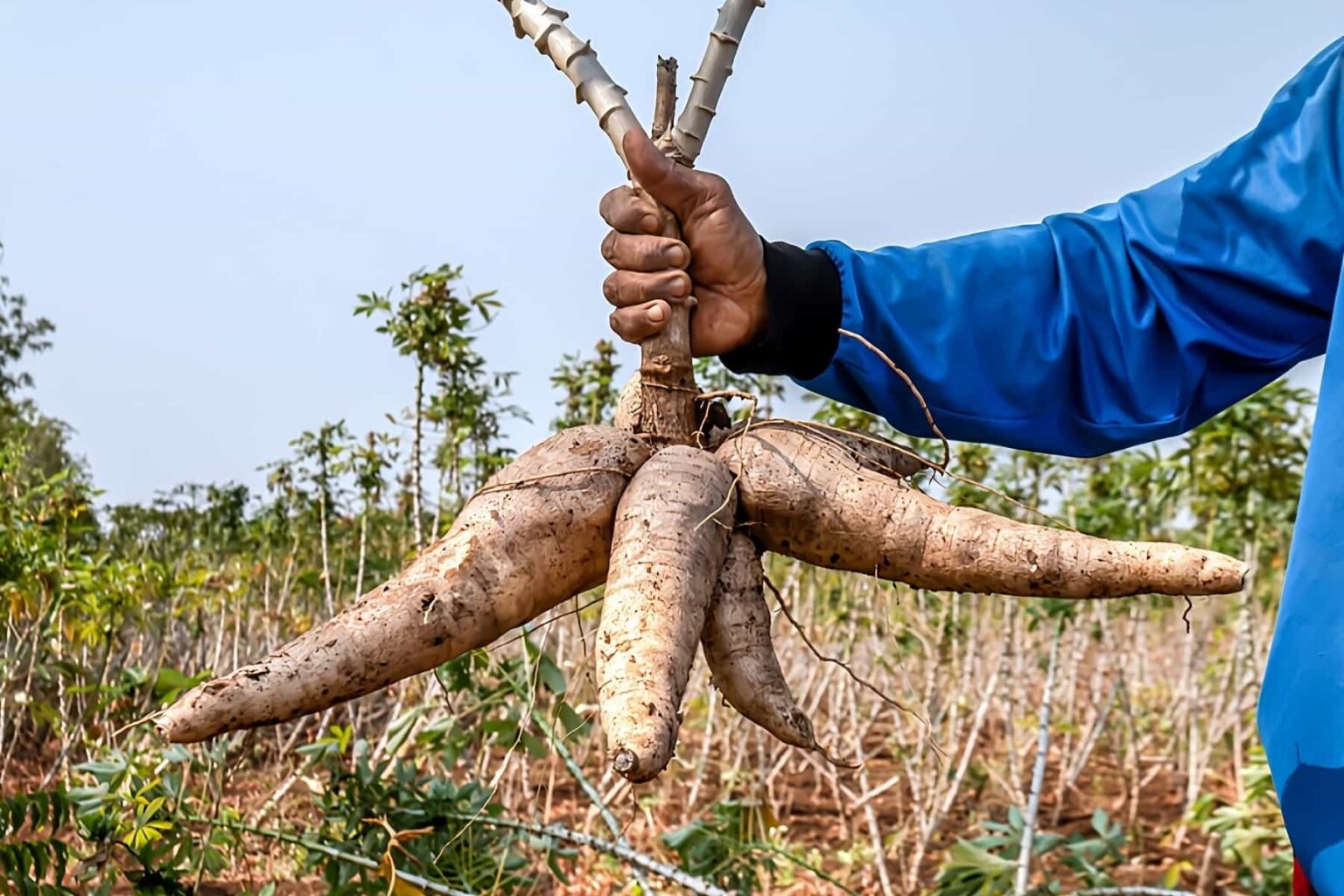 cassava-native-americans-used-cassava-poison-over-firearms-malevus