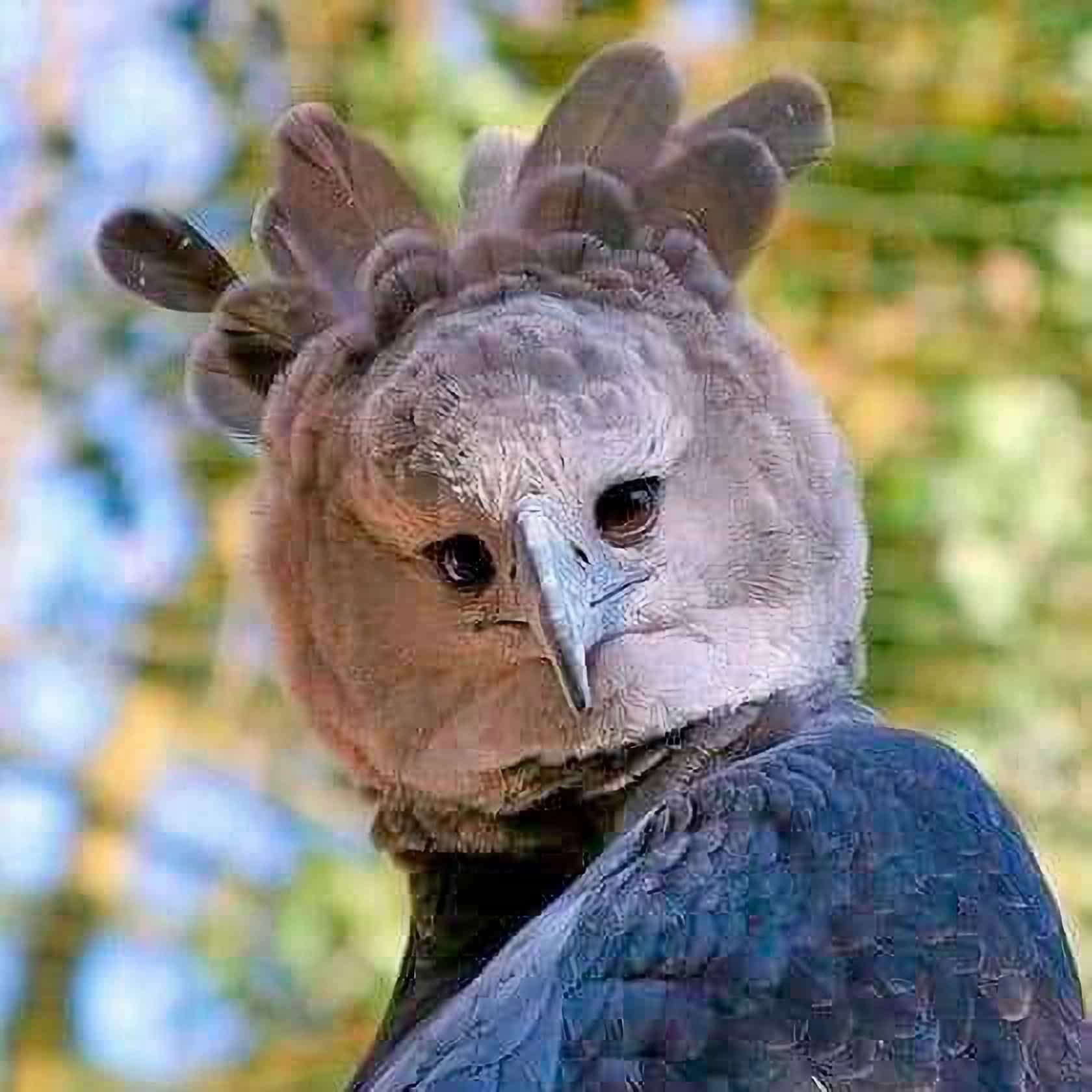 Harpy eagle.