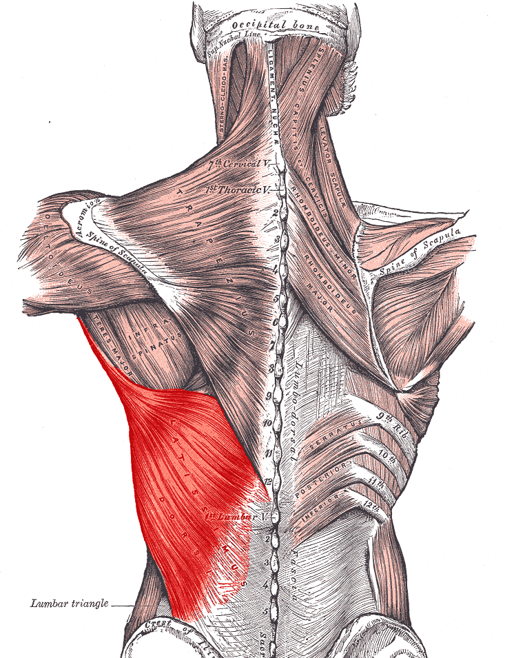 Latissimus dorsi muscle is used in archery.