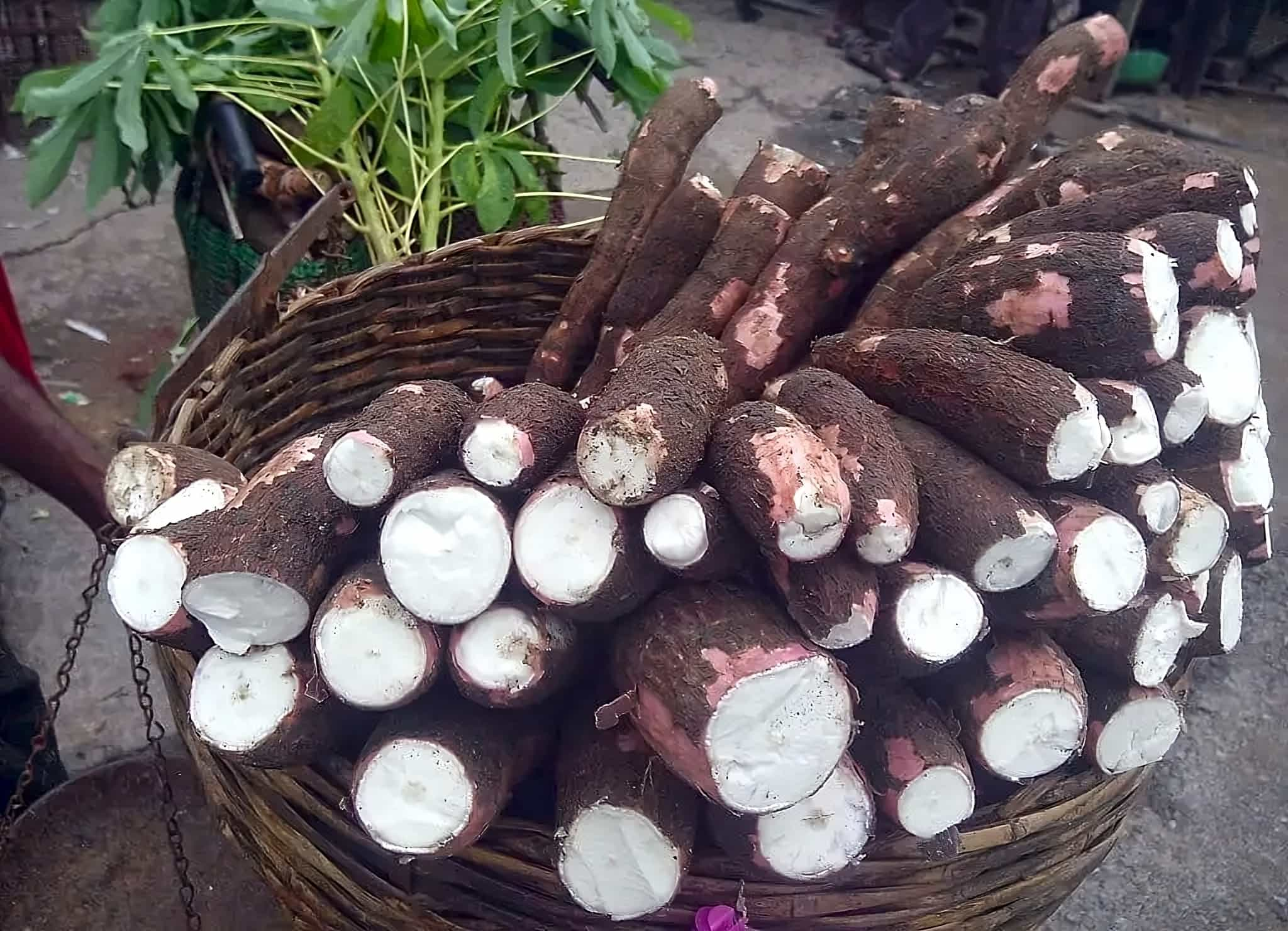 raw cassava