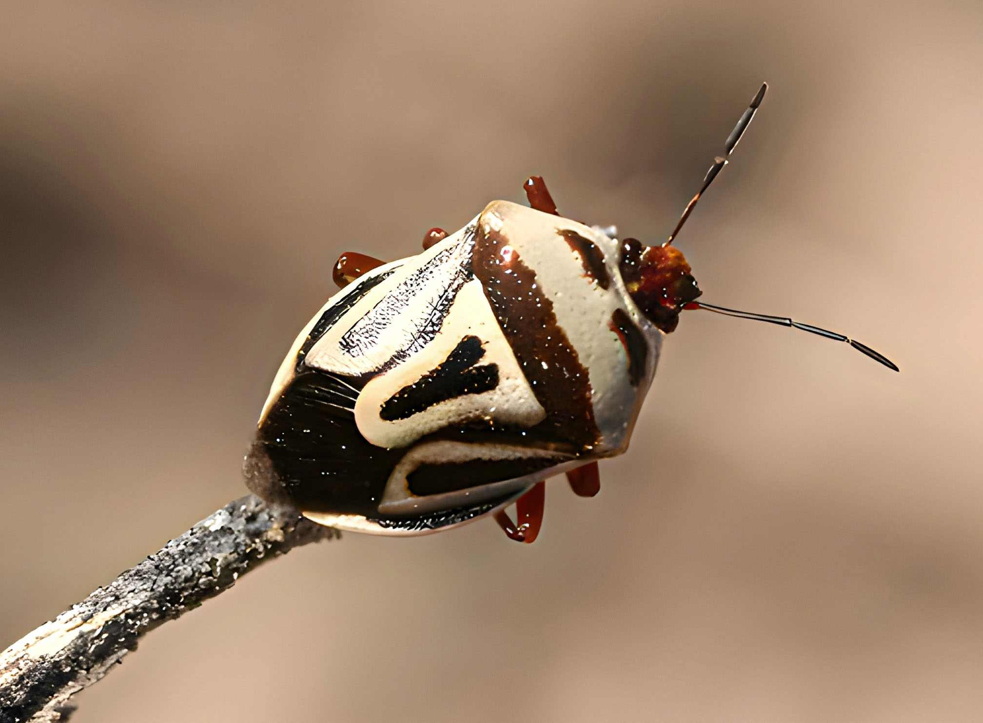 Perillus bioculatus (Two-Spotted Stink Bug)