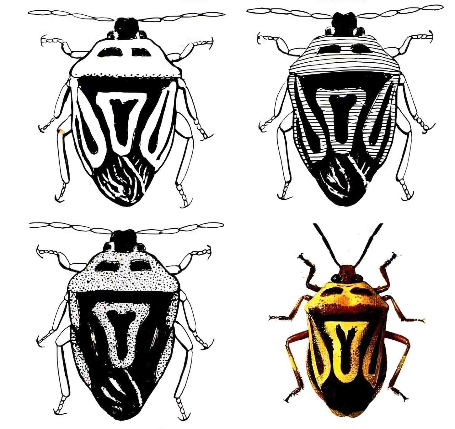 Perillus bioculatus color changes in response to feeding.