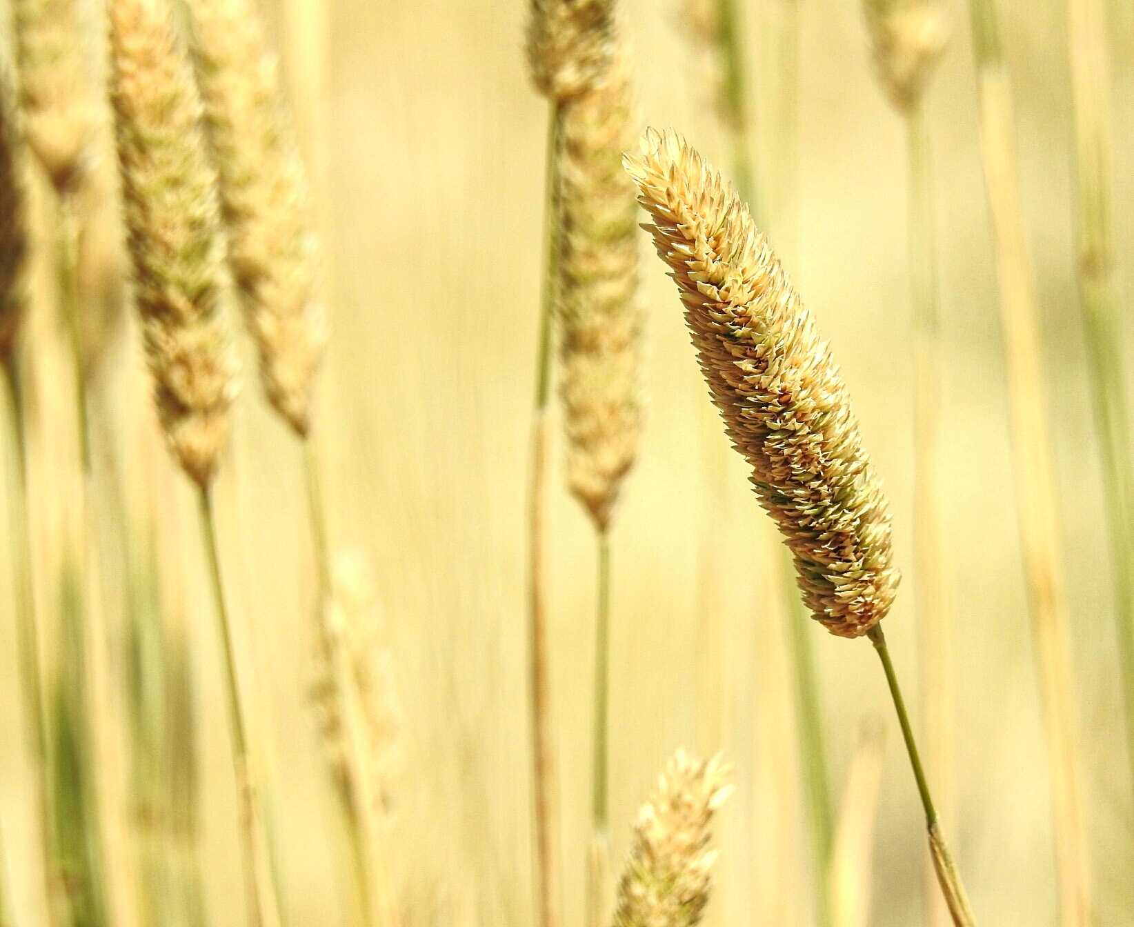 Phalaris Aquatica (Harding Grass)