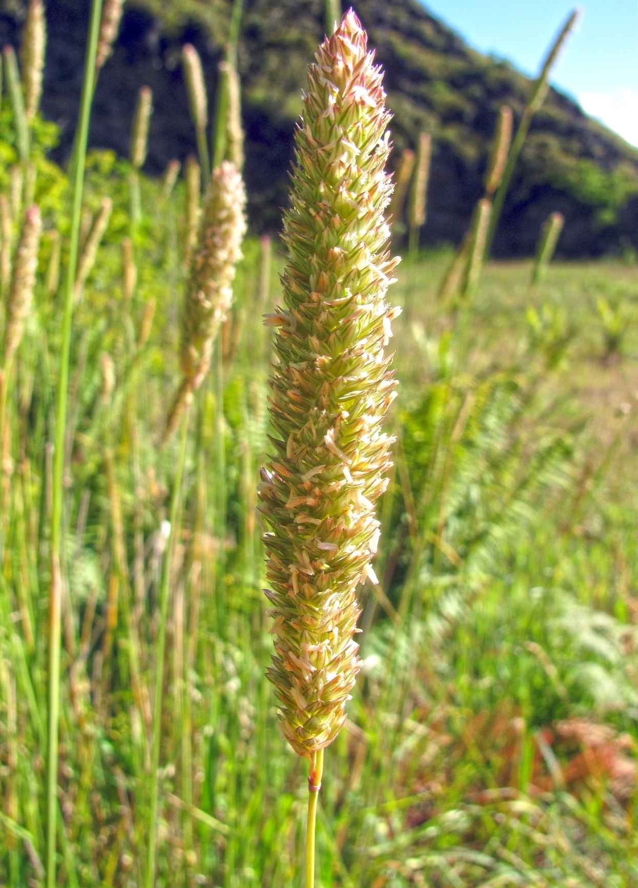 Phalaris aquatica (Harding Grass), Switchbacks, Hawaii.