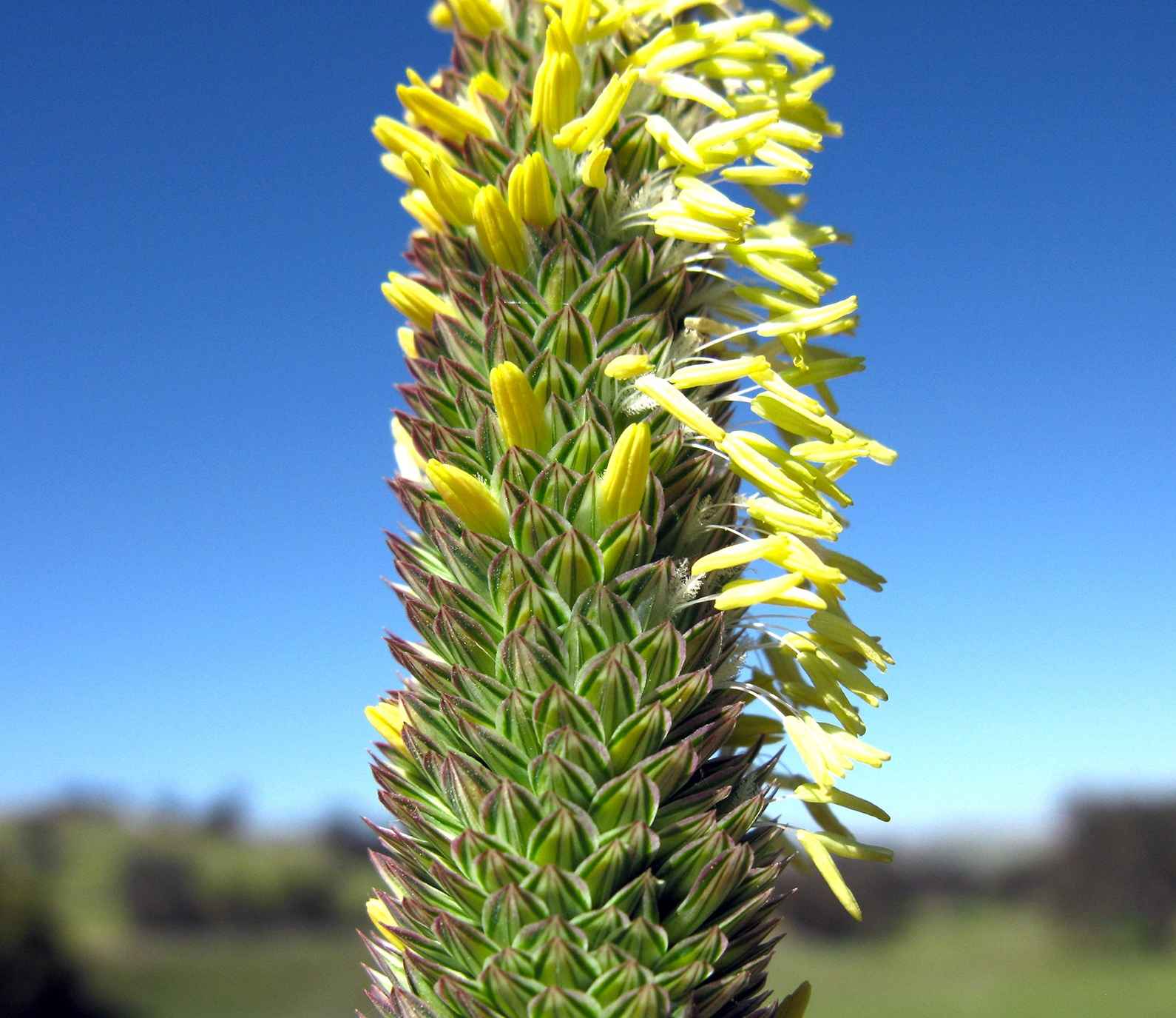 Phalaris aquatica (Harding Grass) flowerhead