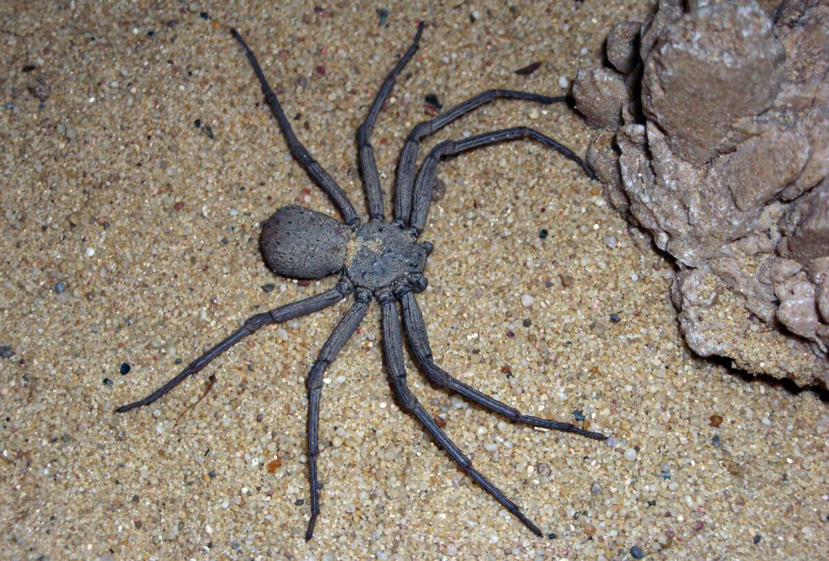 Sicarius Terrosus (Sicarius Thomisoides): A Sand Spider