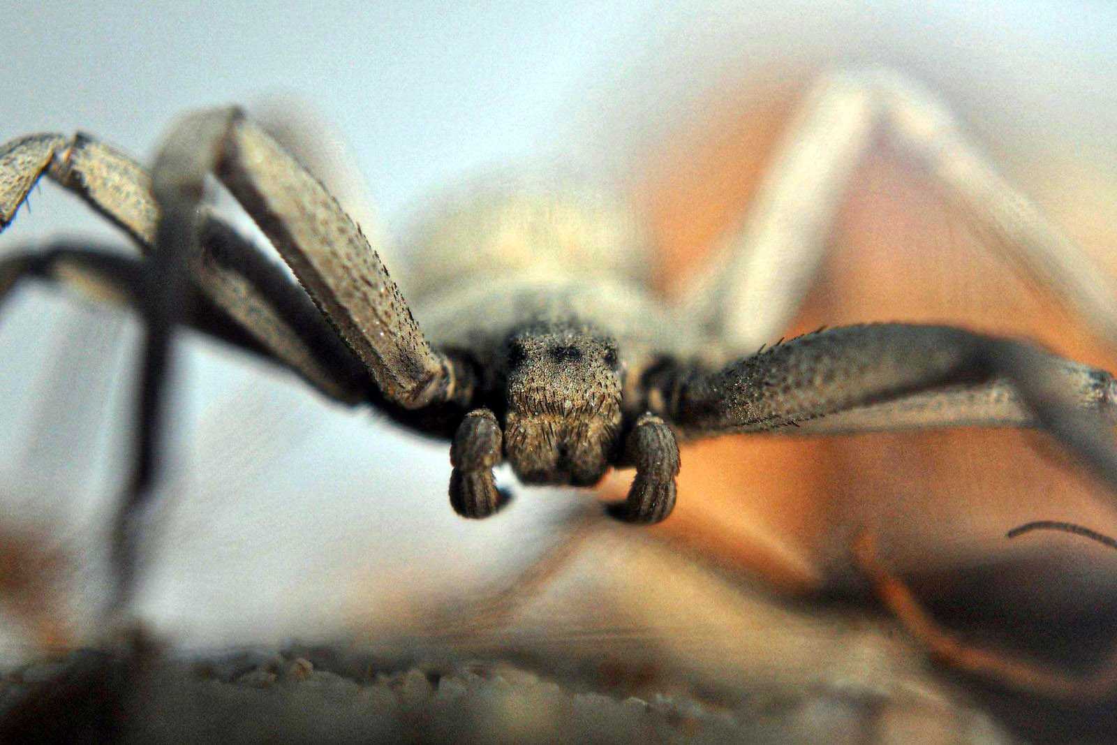 Sicarius Terrosus (Sicarius Thomisoides) A Sand Spider