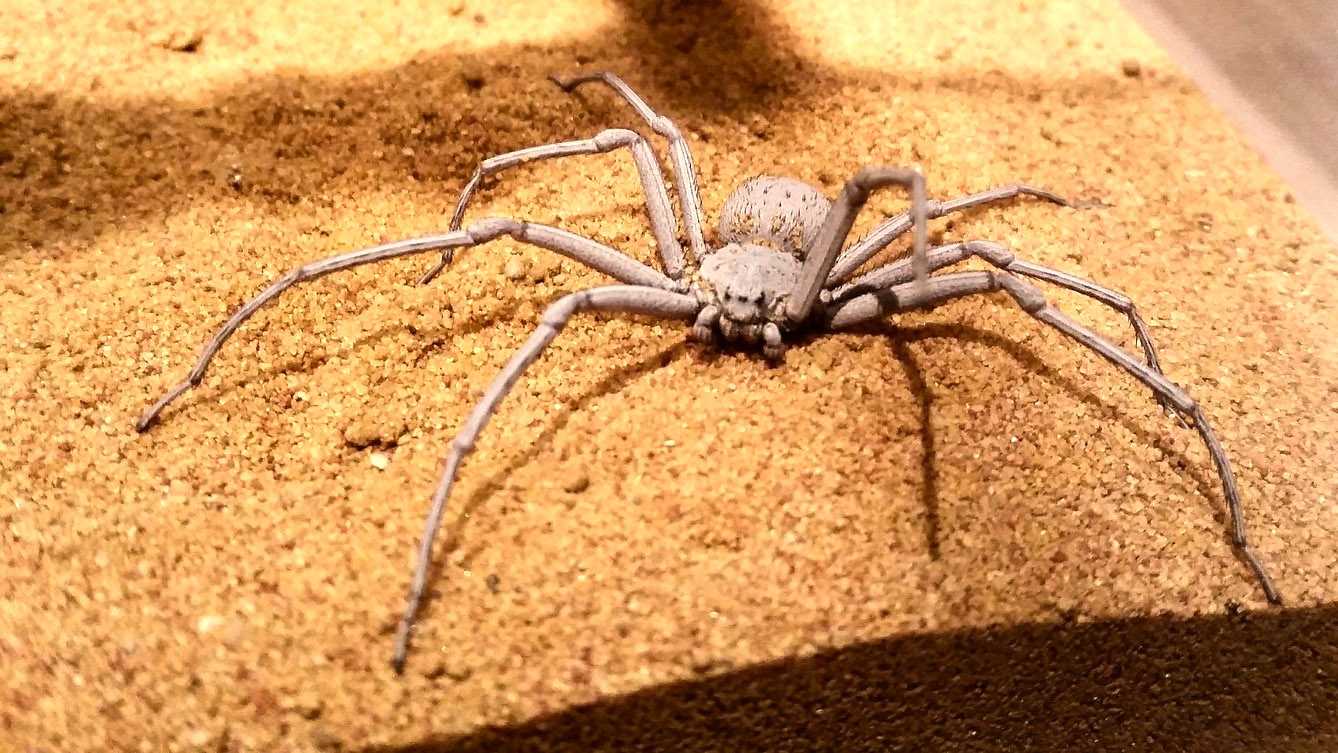 Sicarius Terrosus sand spider (Sicarius Thomisoides)