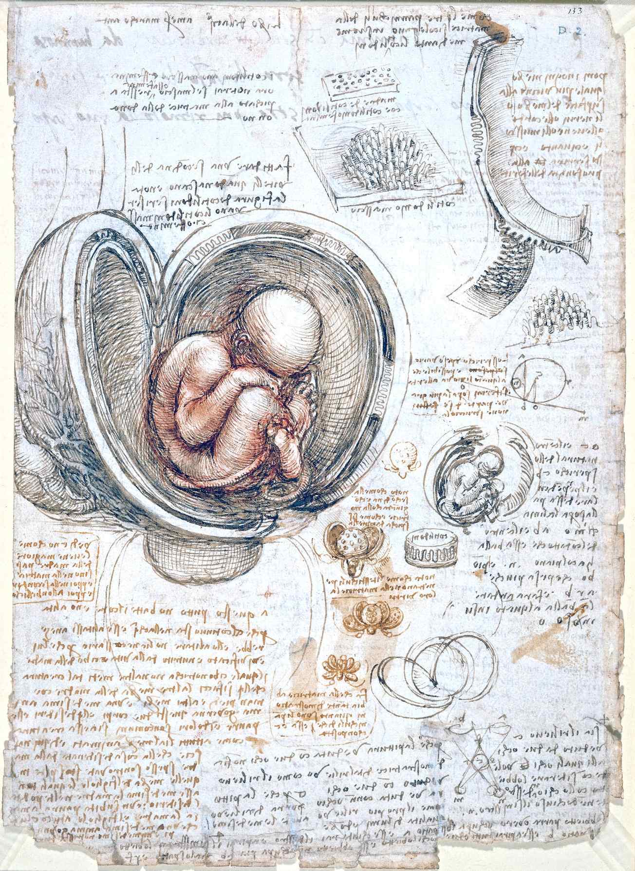 The view of the fetus in the womb by Leonardo da Vinci from the Studies of the Fetus in the Womb.