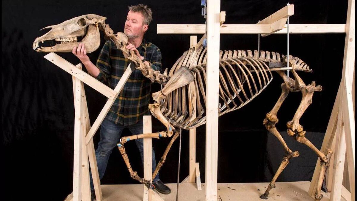 Derek Bell, a conservator, cleaning up the bones of Napoleon's horse, Marengo.