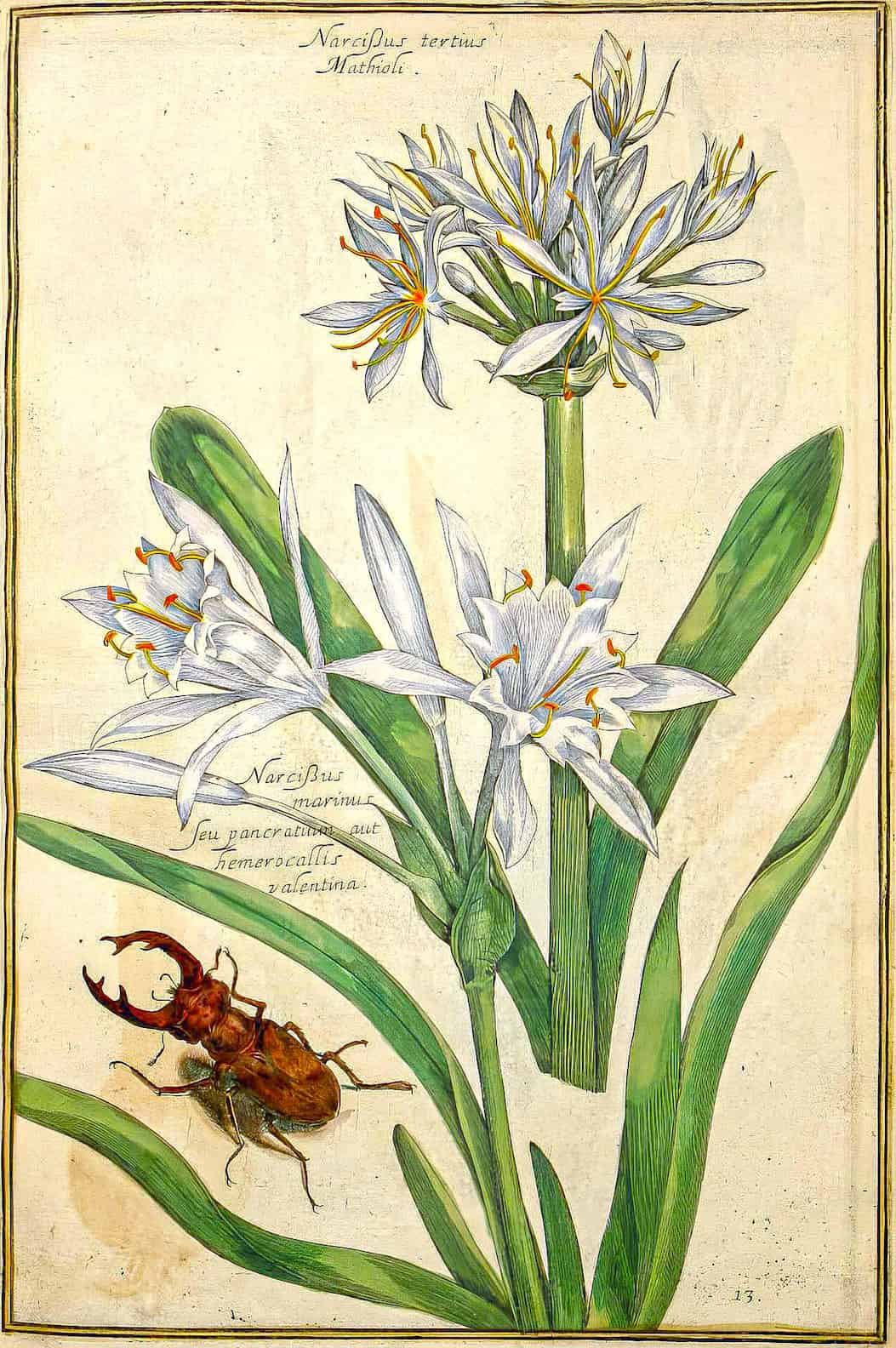 A 16th-century sea daffodil (Pancratium maritimum) drawing. Daniel Rabel (1578-1637), Pietro Castelli (1590-1661).