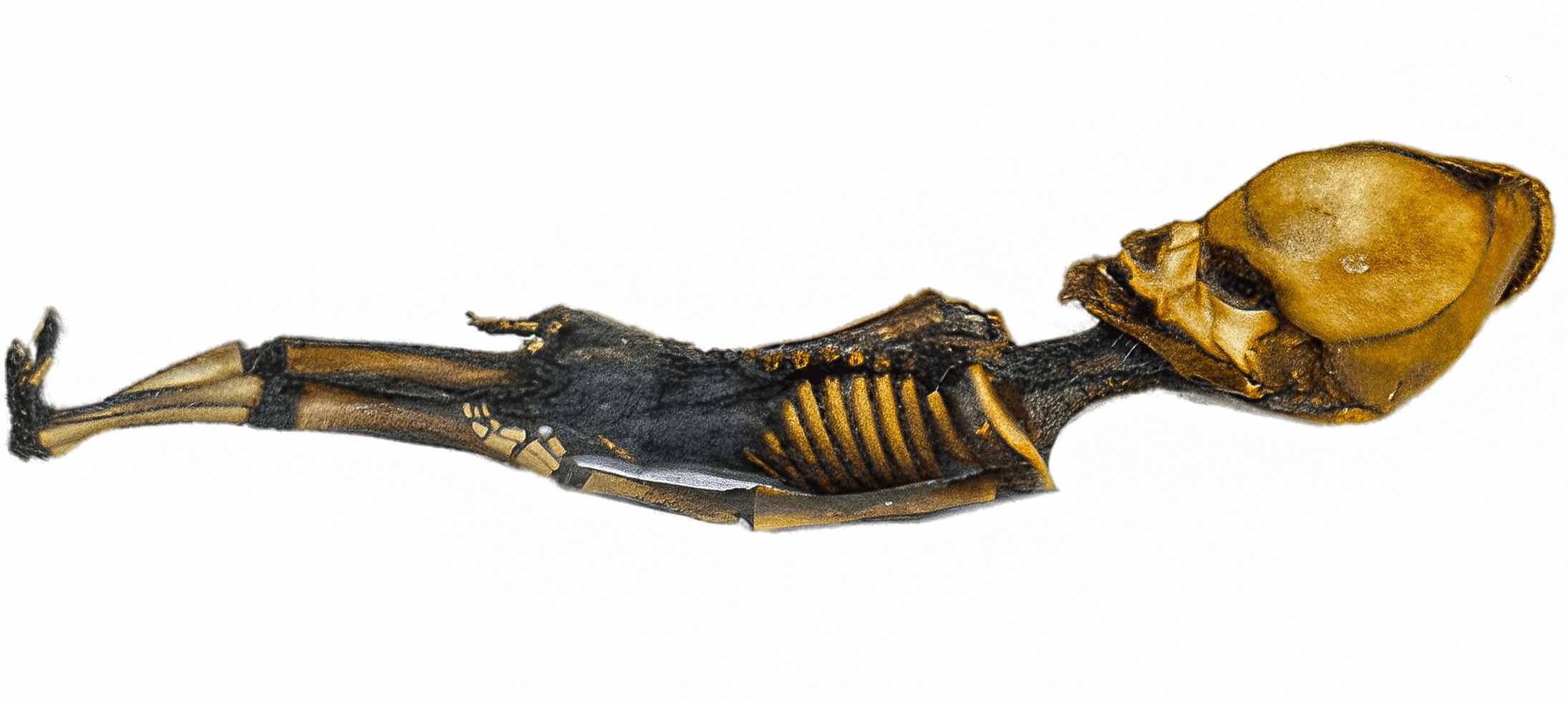 Atacama Skeleton