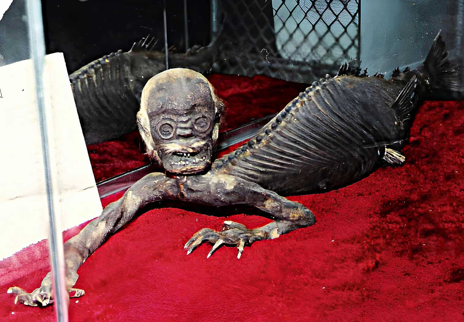 A Fiji Mermaid display in Hot Springs, Arkansas. 