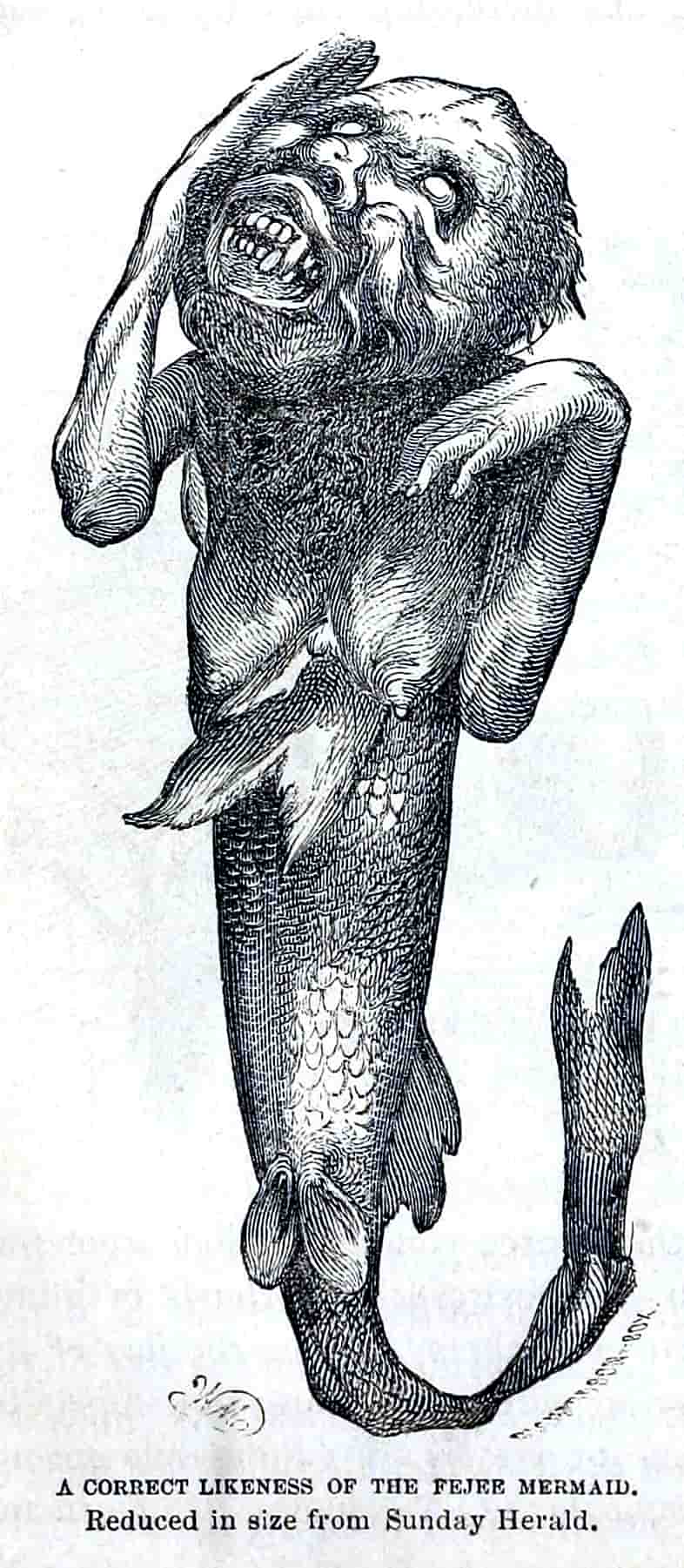 Fiji Mermaid by barnum