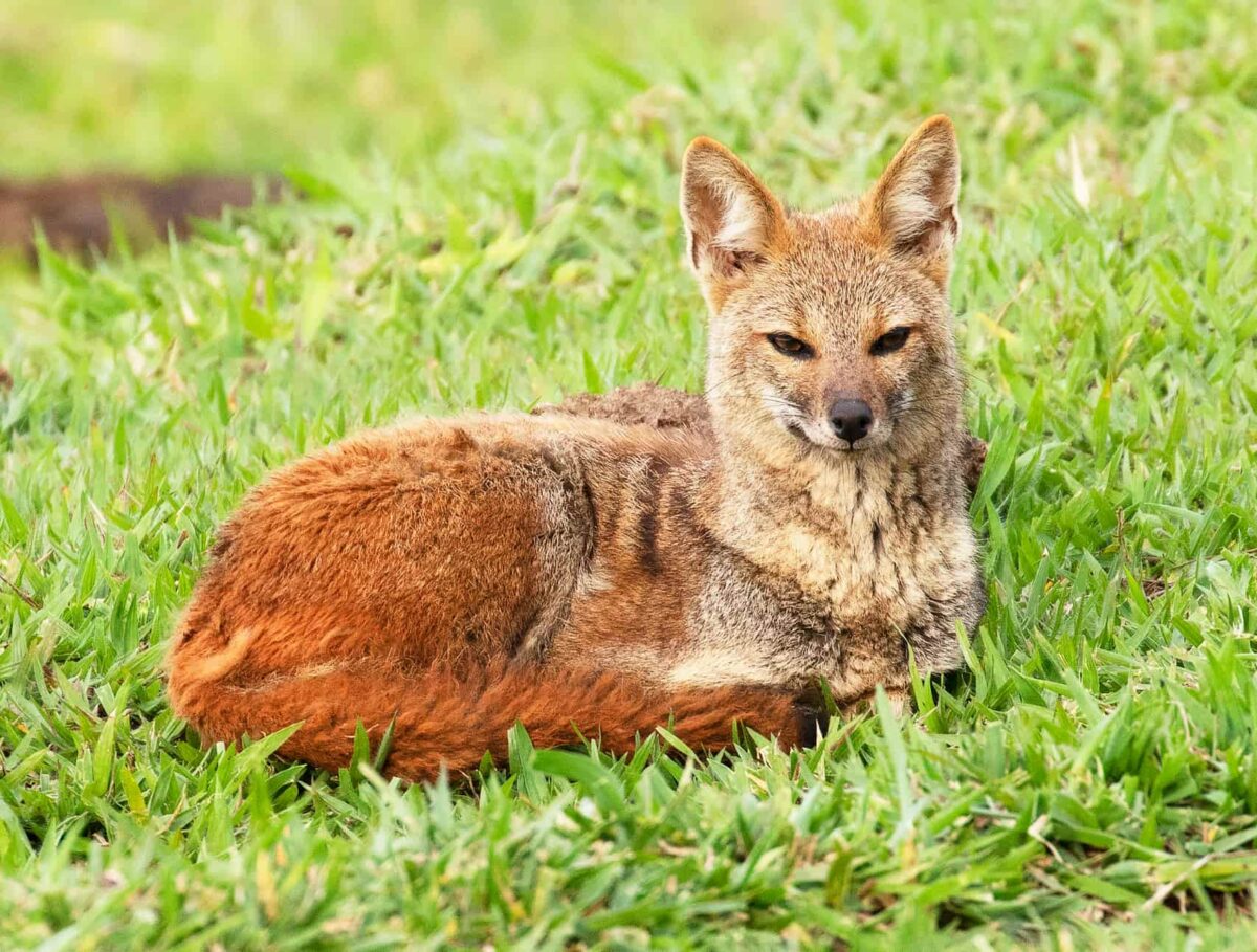 Hoary Fox: The Fox That Survives in the Brazilian Cerrado