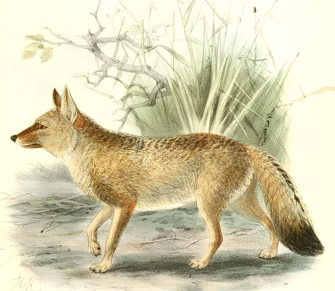 Engraving of a hoary fox by J. G. Keulemans, 1890.