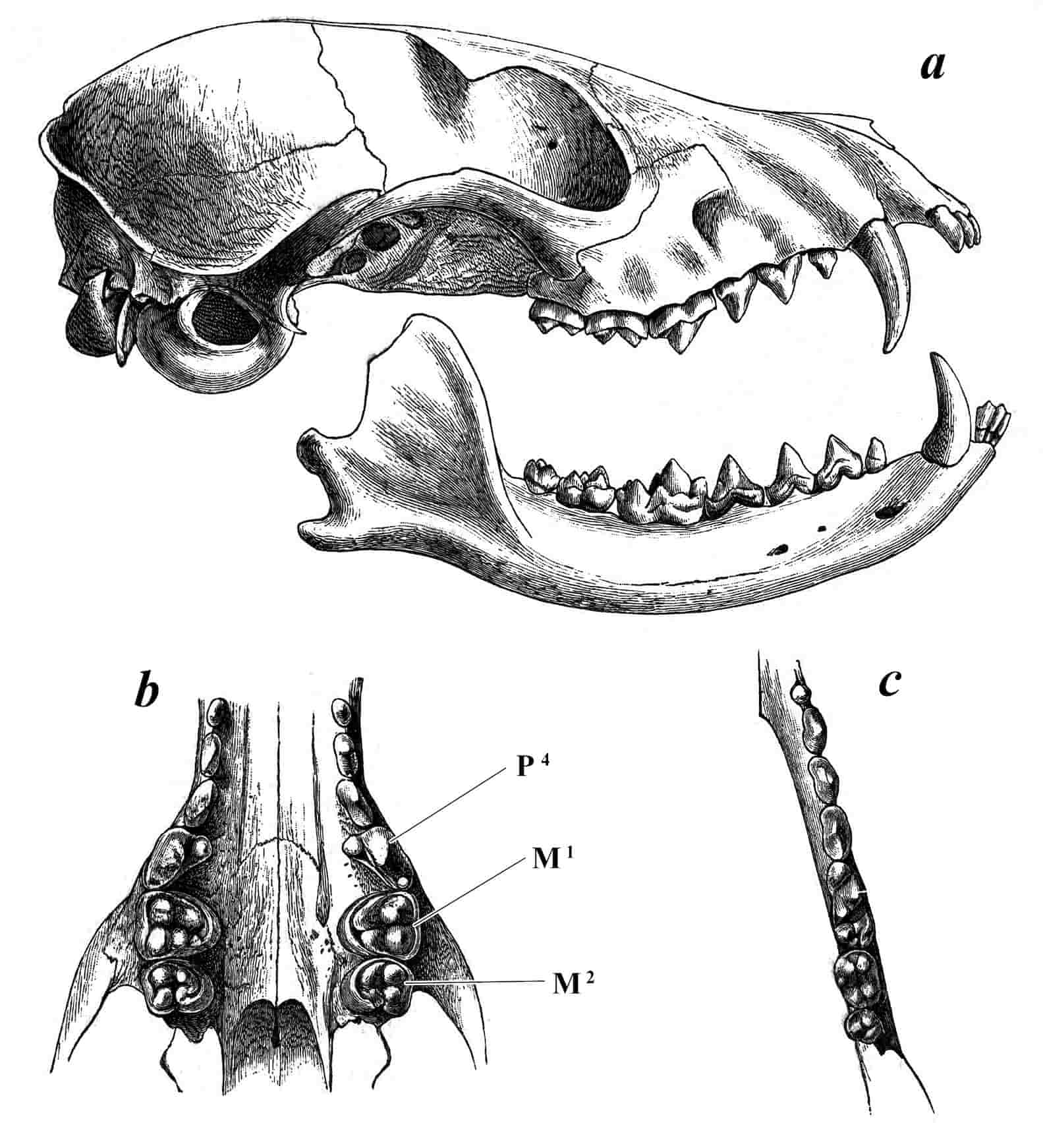 Skull and jaw of the hoary fox (Lycalopex vetulus) by St. George Jackson Mivart, 1890.