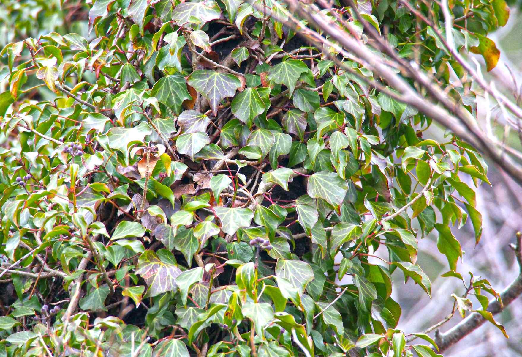 Japanese Ivy (Hedera Rhombea)