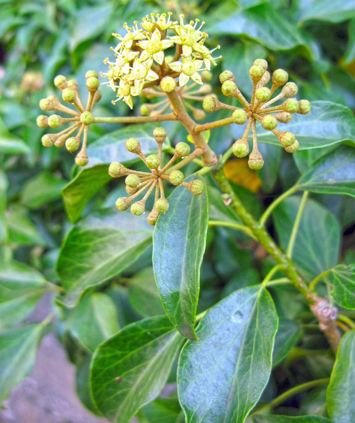 Japanese Ivy (Hedera Rhombea): The Winter Ivy