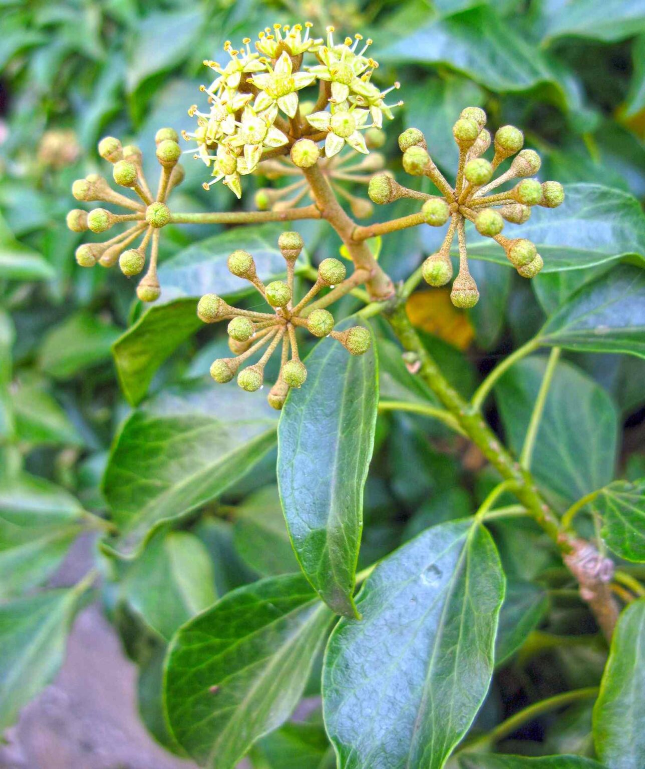 Japanese Ivy Hedera Rhombea The Winter Ivy Malevus japanese-ivy-hedera-rhombea-the-winter-ivy-malevus