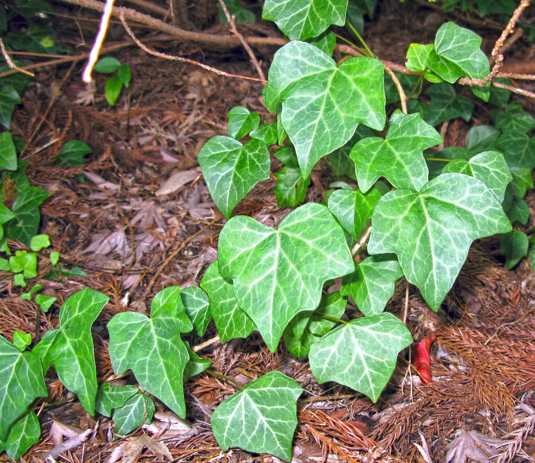 Japanese Ivy (Hedera Rhombea): Young branch leaves with 3-lobed leaf tips.