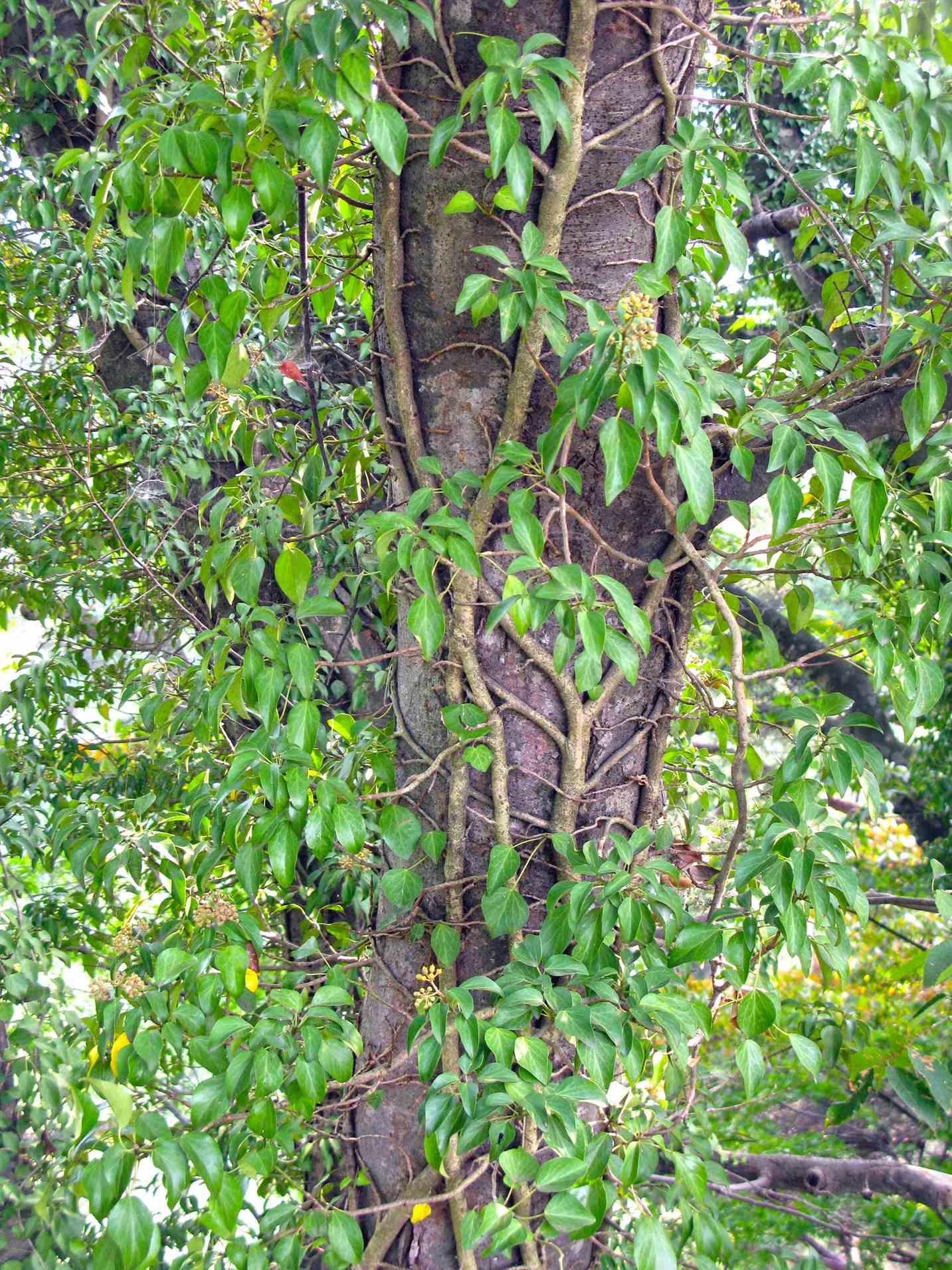 Japanese Ivy (Hedera Rhombea)