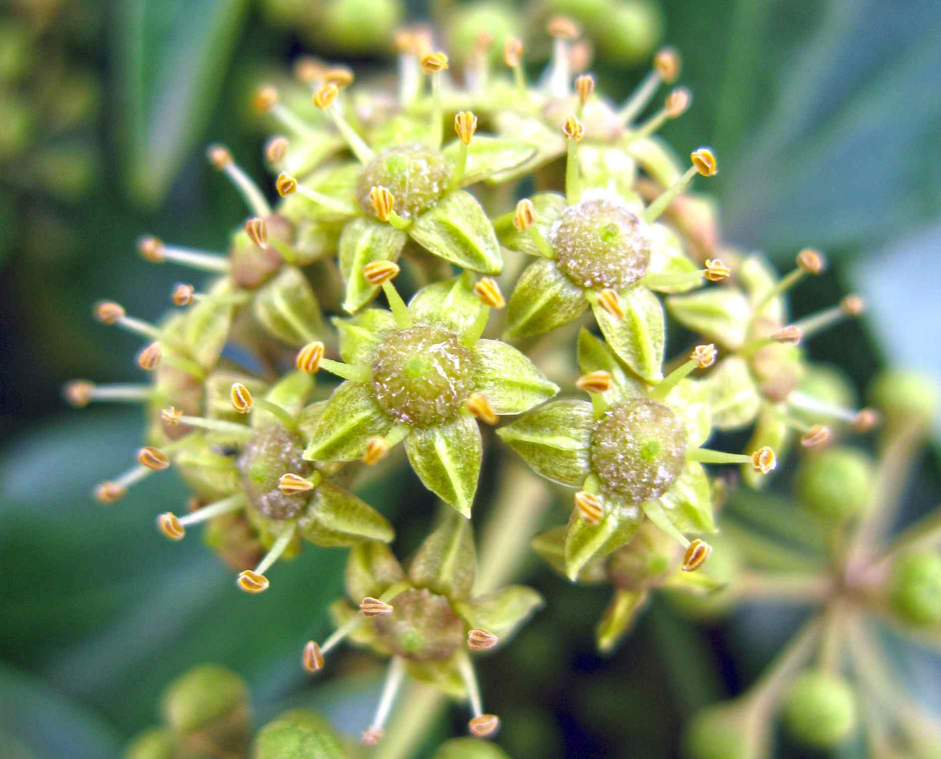 Japanese Ivy (Hedera Rhombea): Yellow-green five-petaled flowers with five stamens.