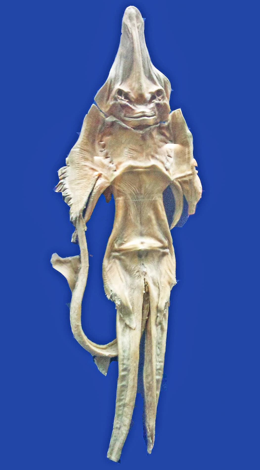 Jenny Haniver