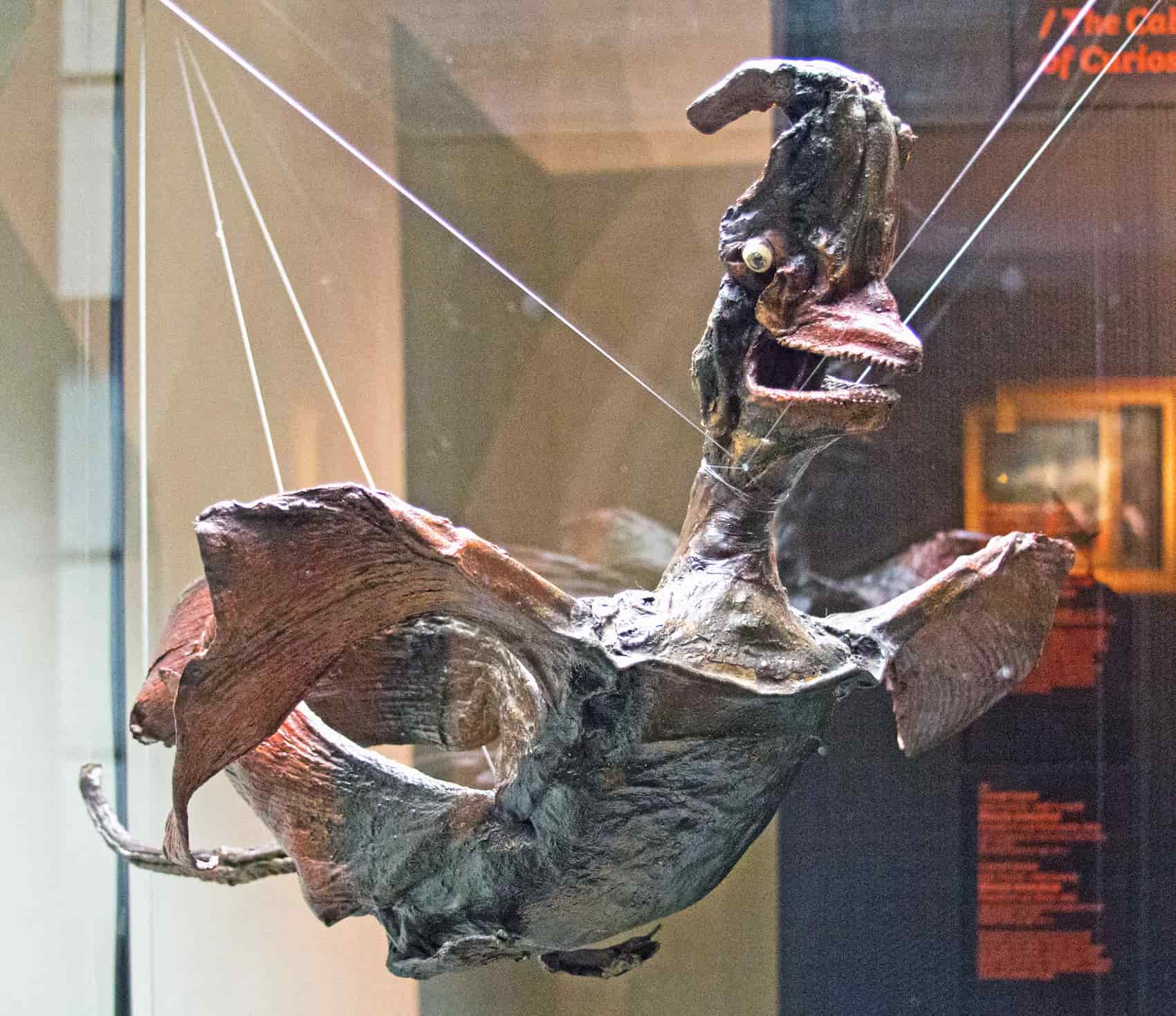 A Jenny Haniver as a dragon, made of thornback ray. 17th-18th centuries, length 26 inches