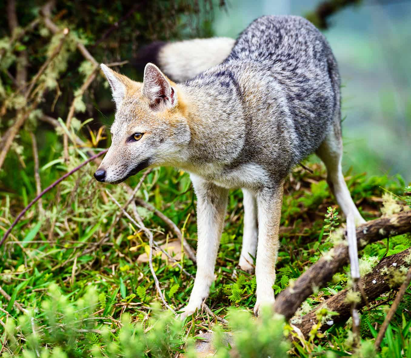 A pampas fox in the Aparados da Serra National Park.