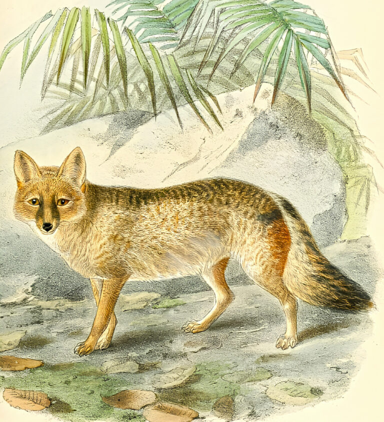 Pampas Fox: A False Fox That Is Related More To Wolves - Malevus