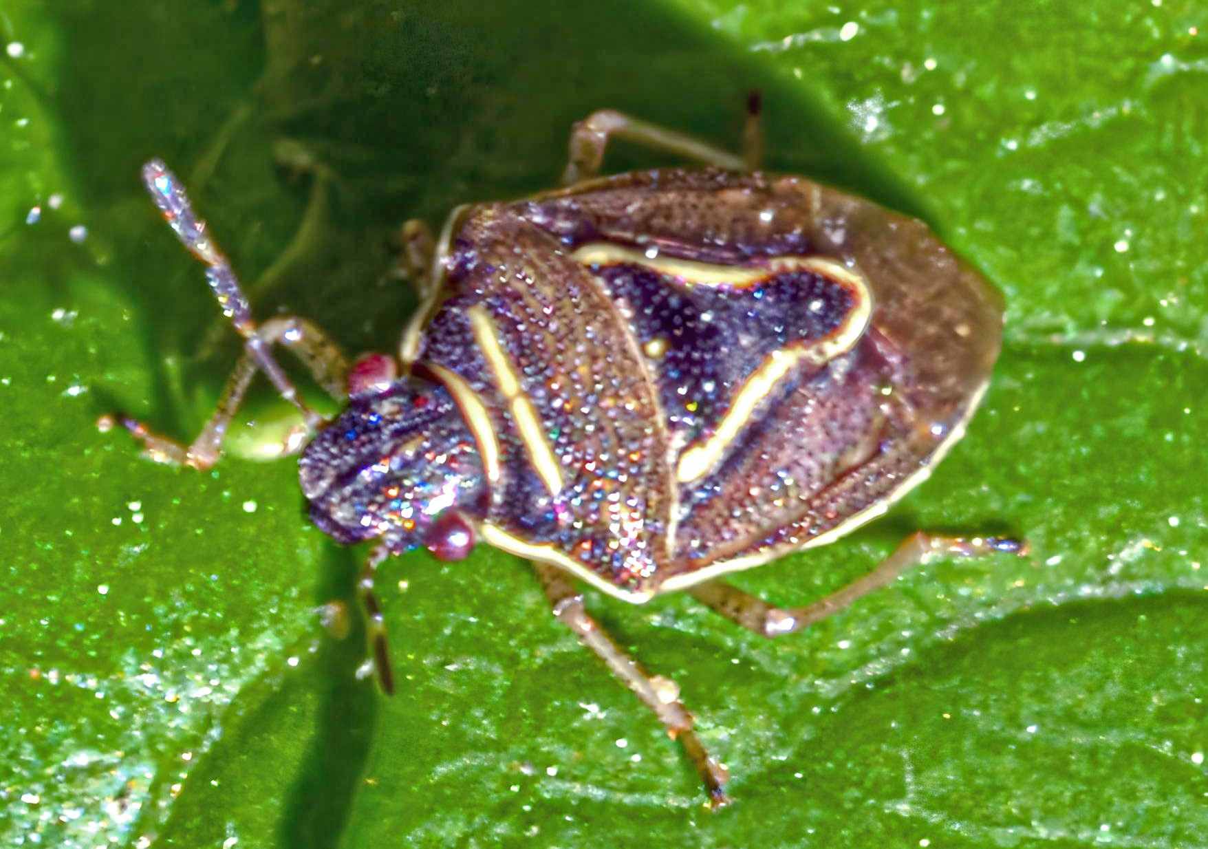 Perillus Bioculatus (Two-Spotted Stink Bug)