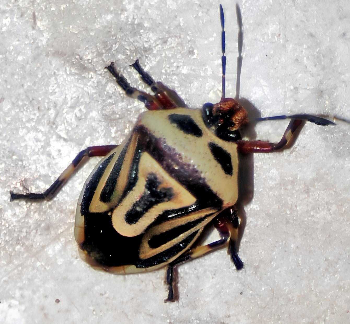 Perillus Bioculatus (Two-Spotted Stink Bug)