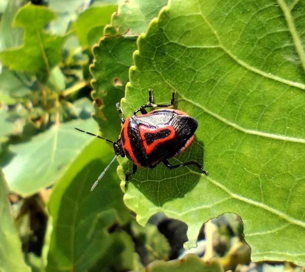 Perillus Bioculatus (Two-Spotted Stink Bug)