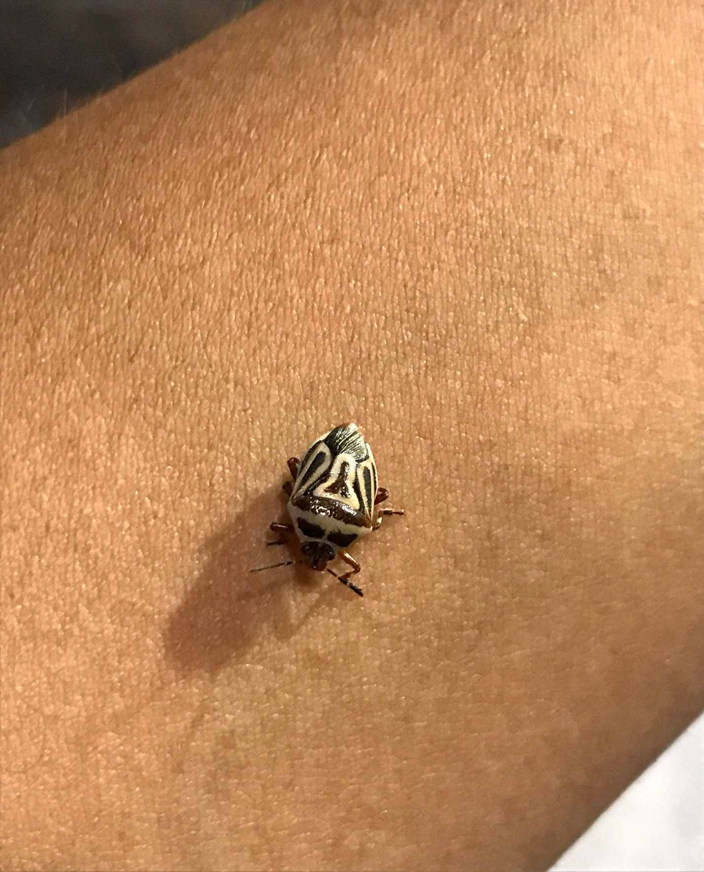 Perillus Bioculatus (Two-Spotted Stink Bug) on a human's arm for size comparison