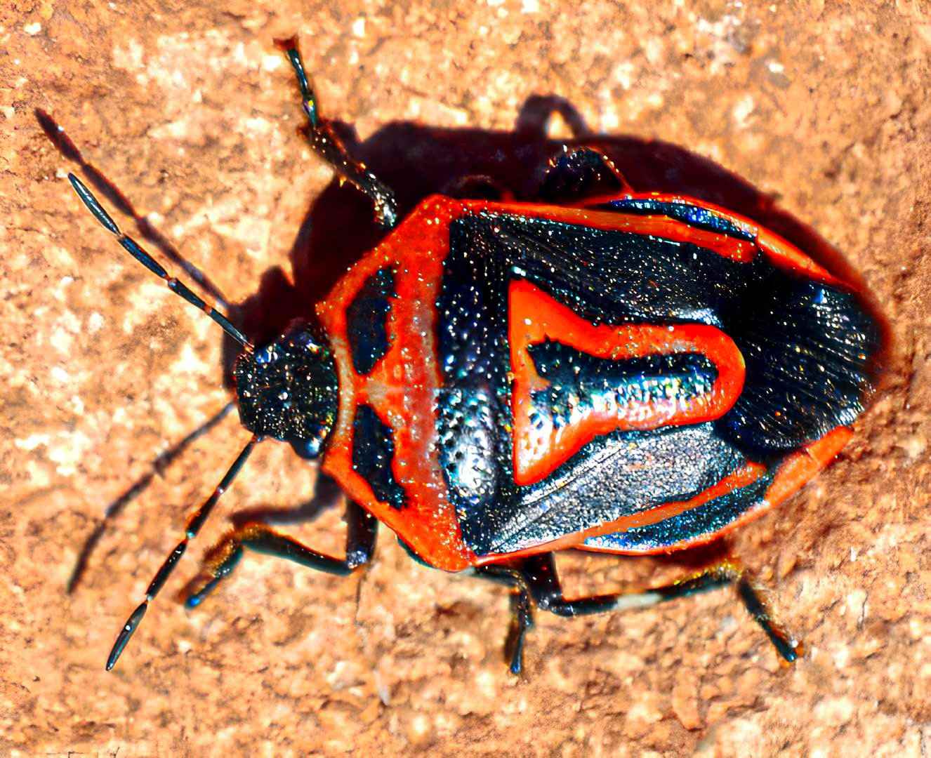 Perillus Bioculatus (Two-Spotted Stink Bug)