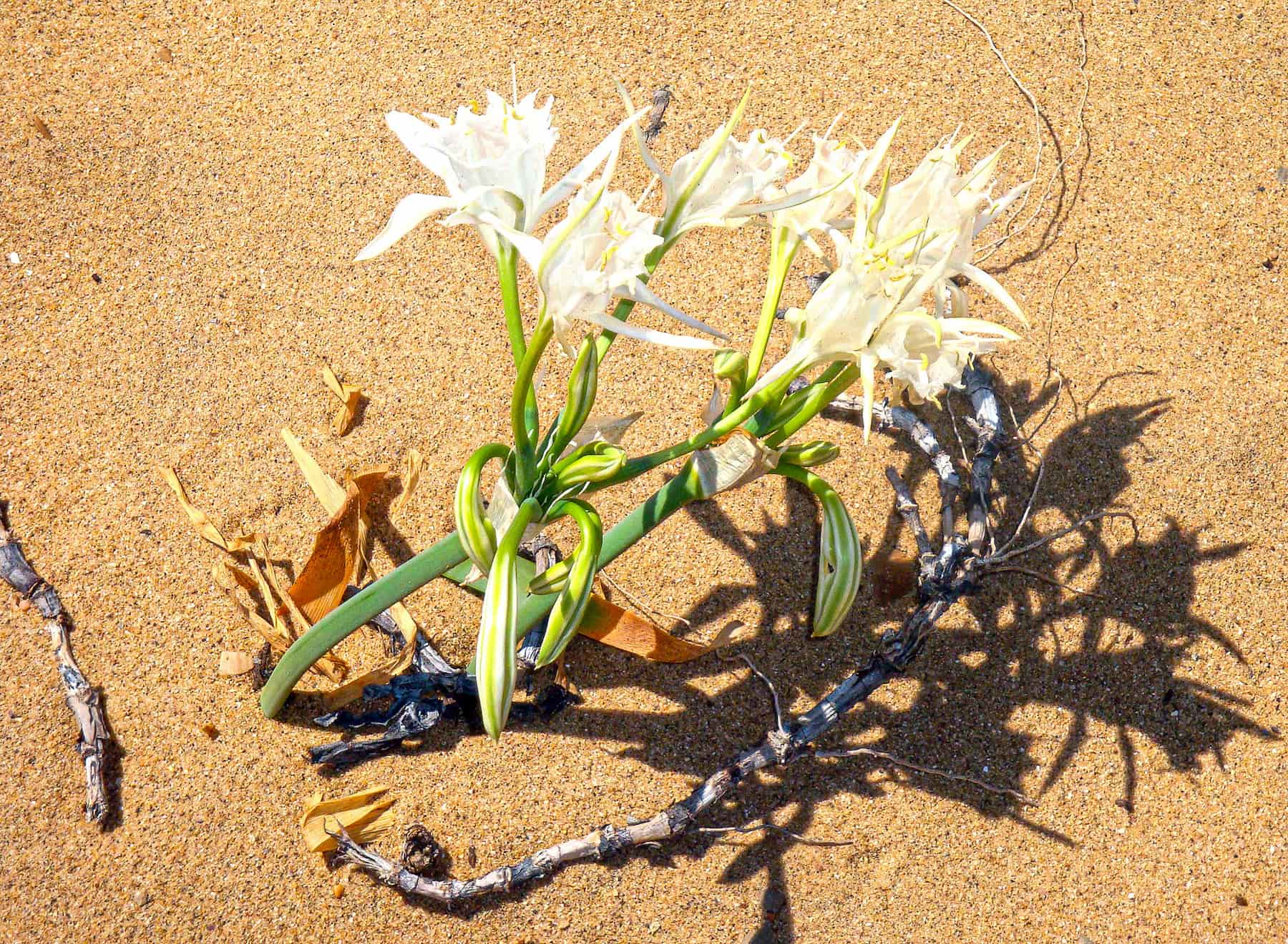 Sea Daffodil (Pancratium maritimum) A Sand Flower in a sintra, portugal beach.