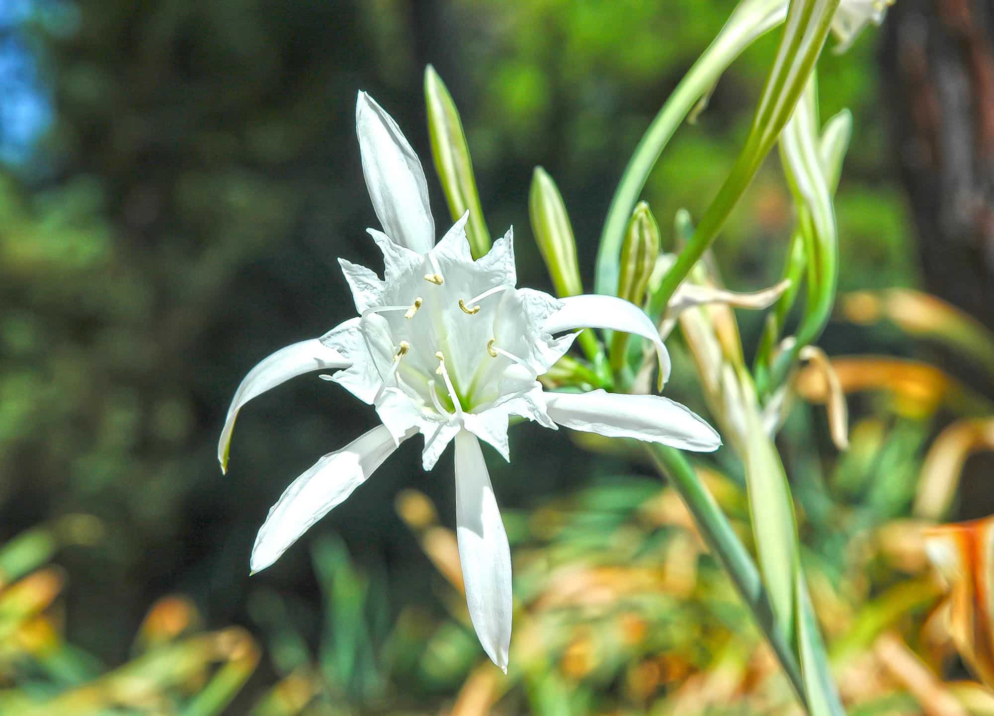 The flower of a sea daffodil (Pancratium maritimum).