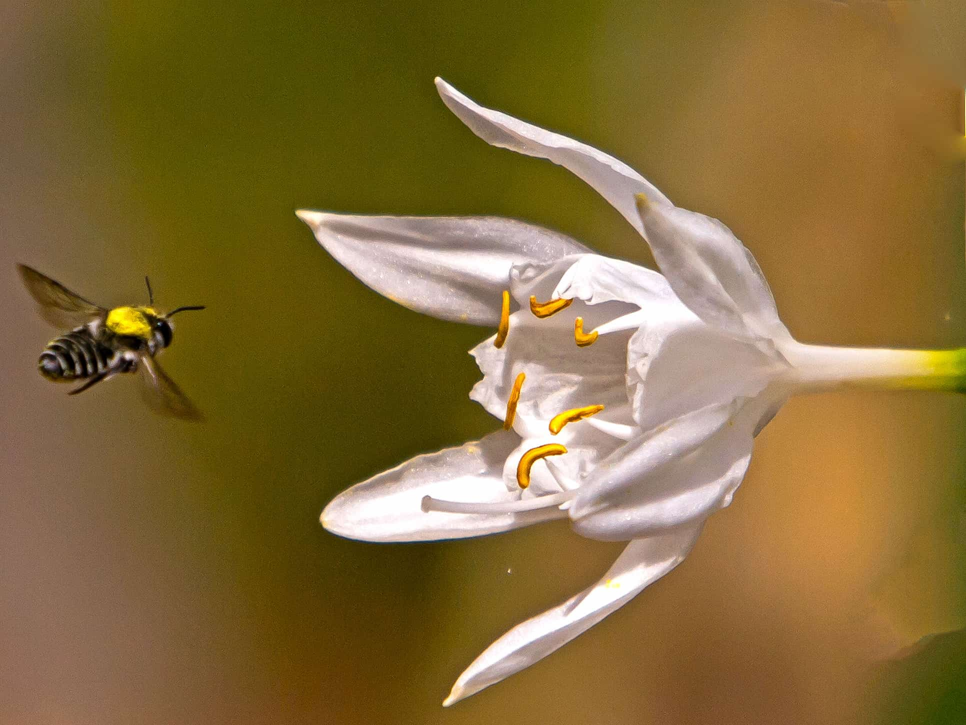 Sea Daffodil (Pancratium maritimum) flower and bee