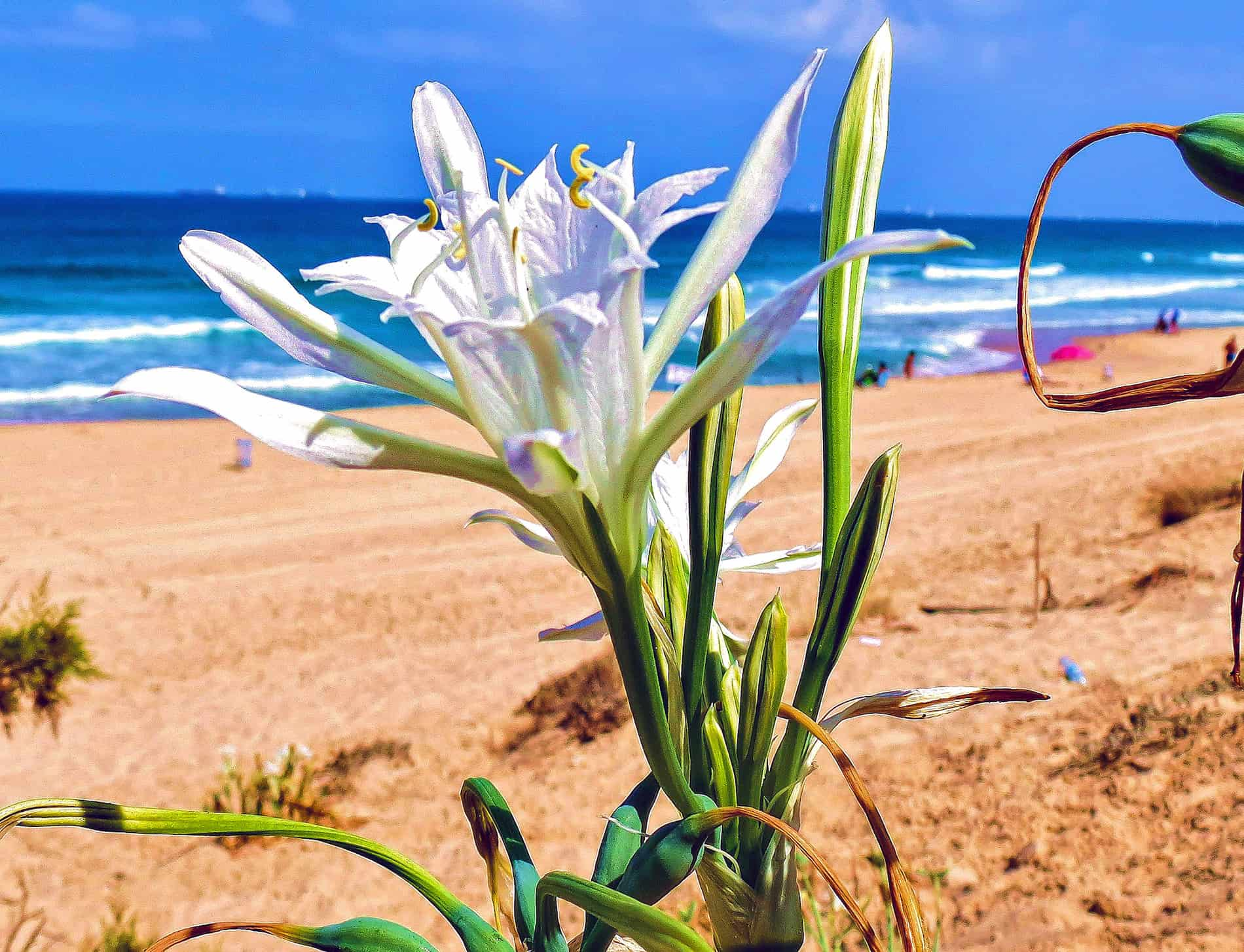 Sea Daffodil (Pancratium maritimum)