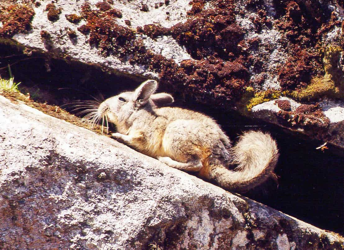 Southern Viscacha (Lagidium viscacia or Mountain Viscacha)