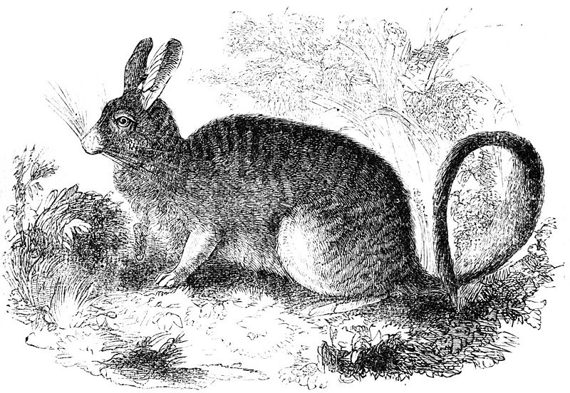 Southern Viscacha (Lagidium viscacia or Mountain Viscacha) drawing