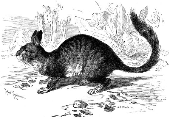 Southern Viscacha (Lagidium viscacia or Mountain Viscacha) drawing