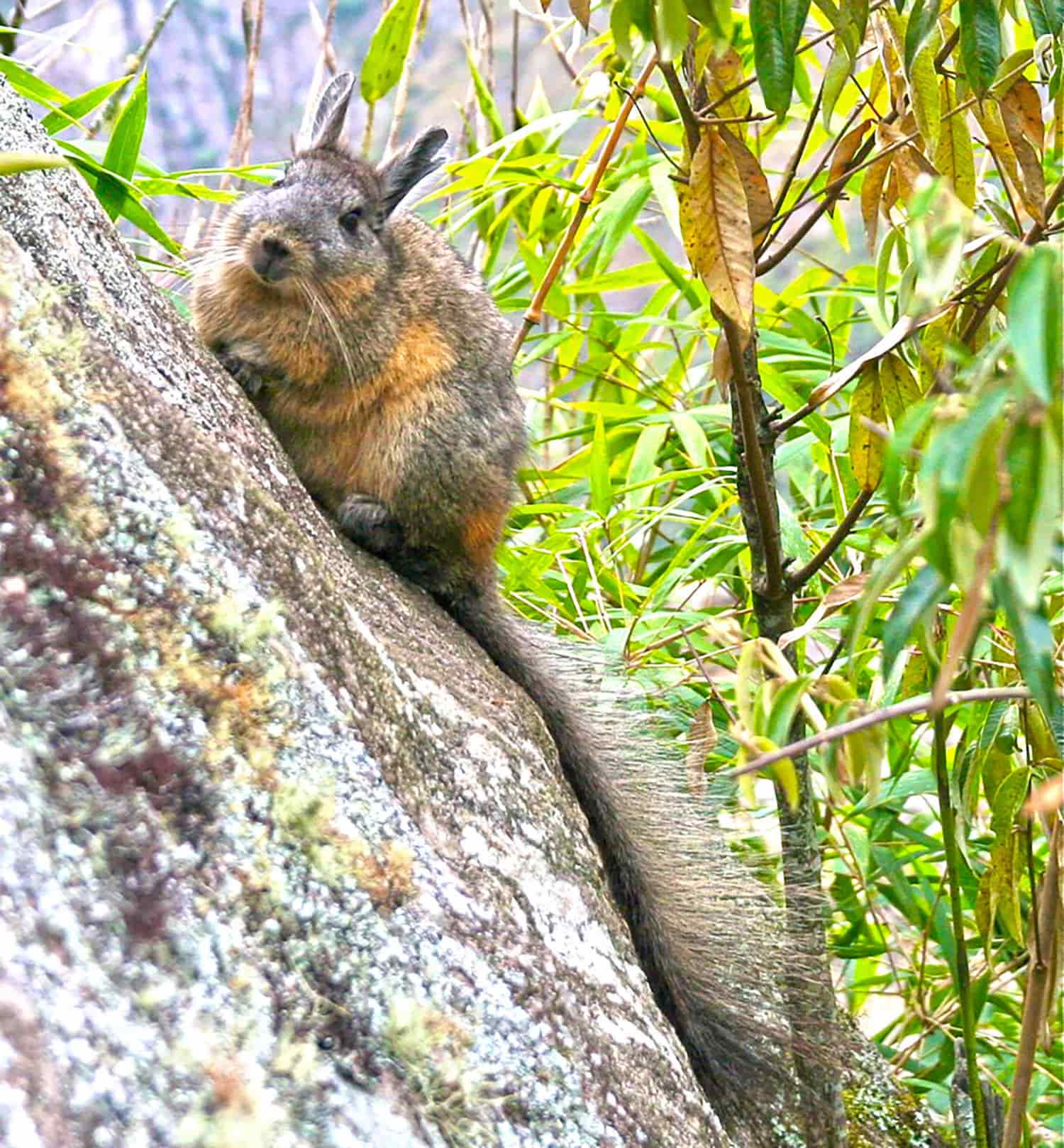 Viscacha